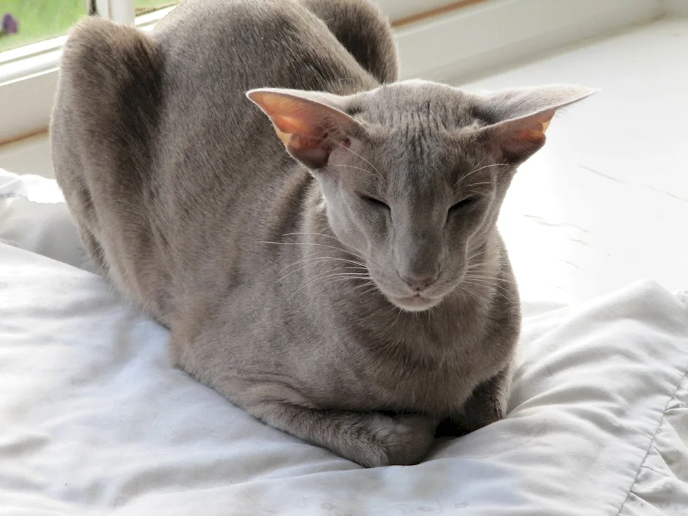 Oriental cat Georgian