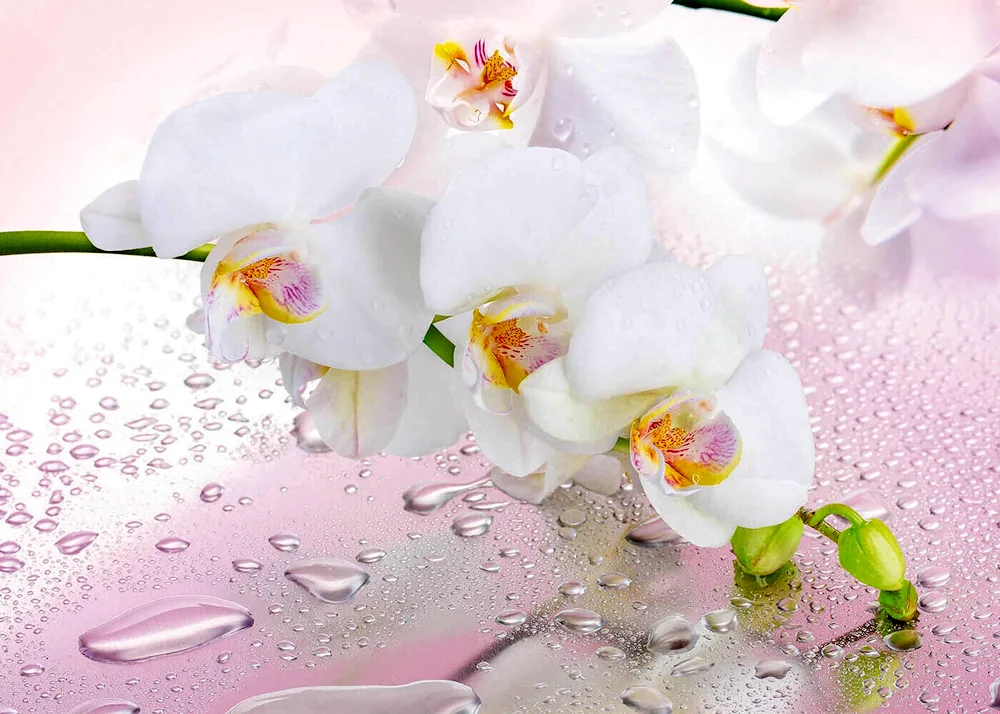 Orchid background