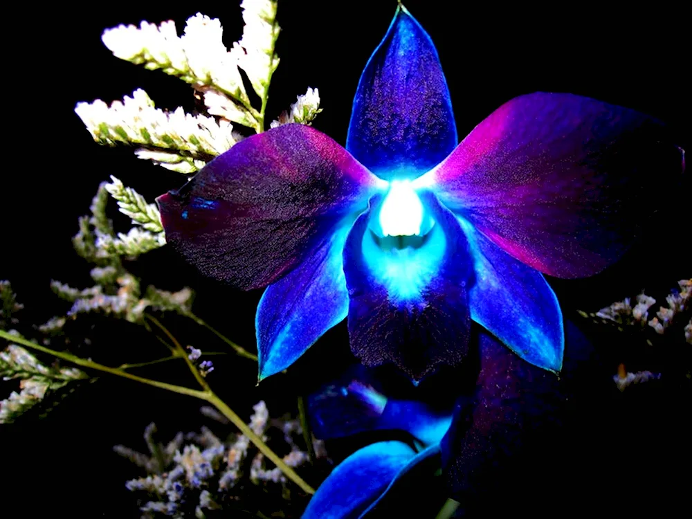 Orchidia dendrobium blue. cosmos