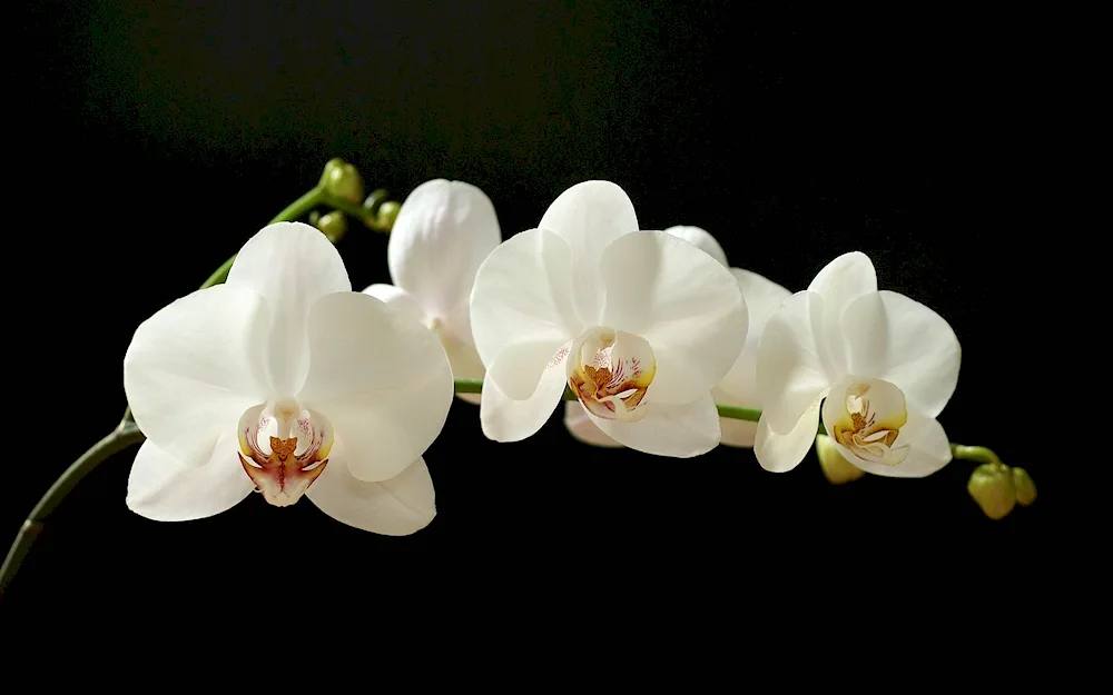 Orchid phalaenopsis