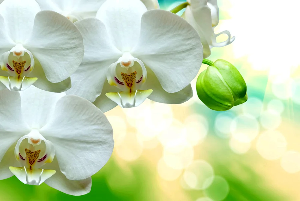 Orchid phalaenopsis white