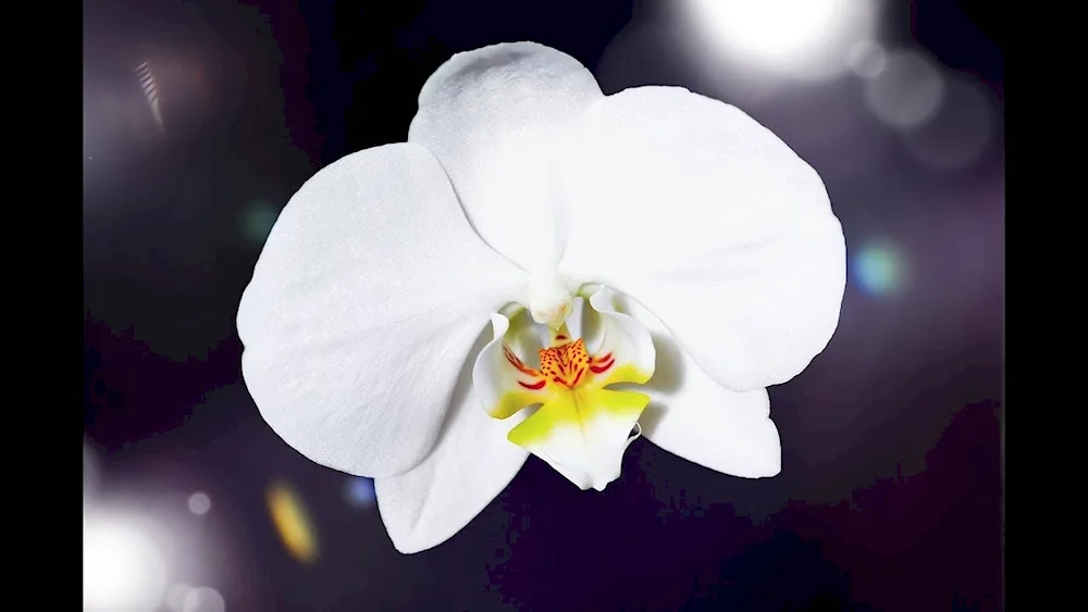 Orchid Phalaenopsis white