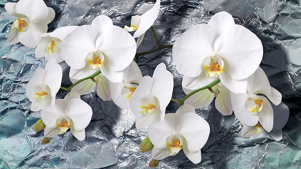 White Orchid