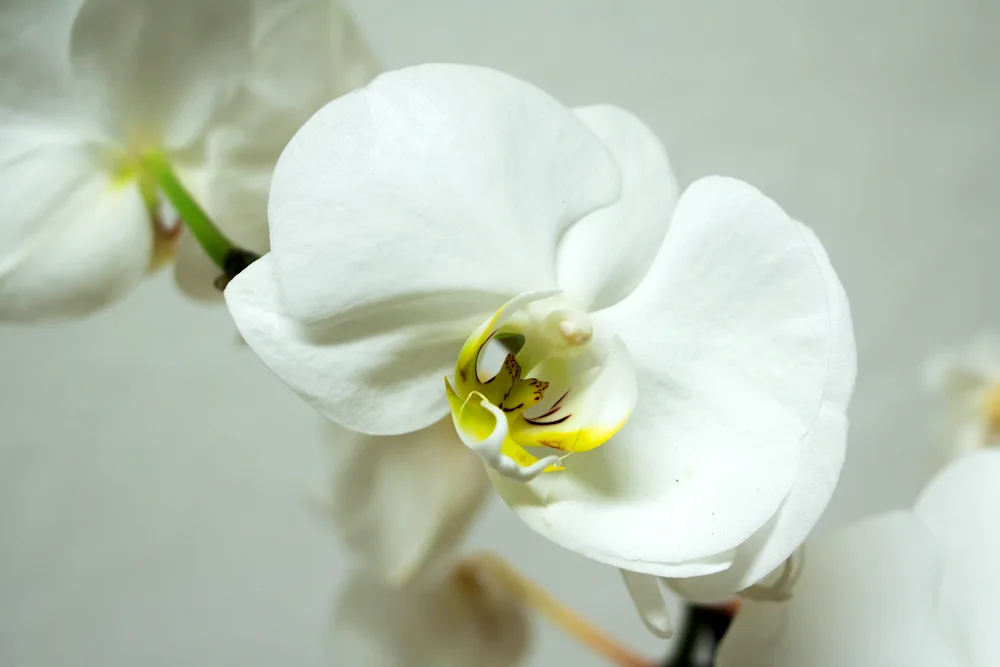 Phalaenopsis vanilla