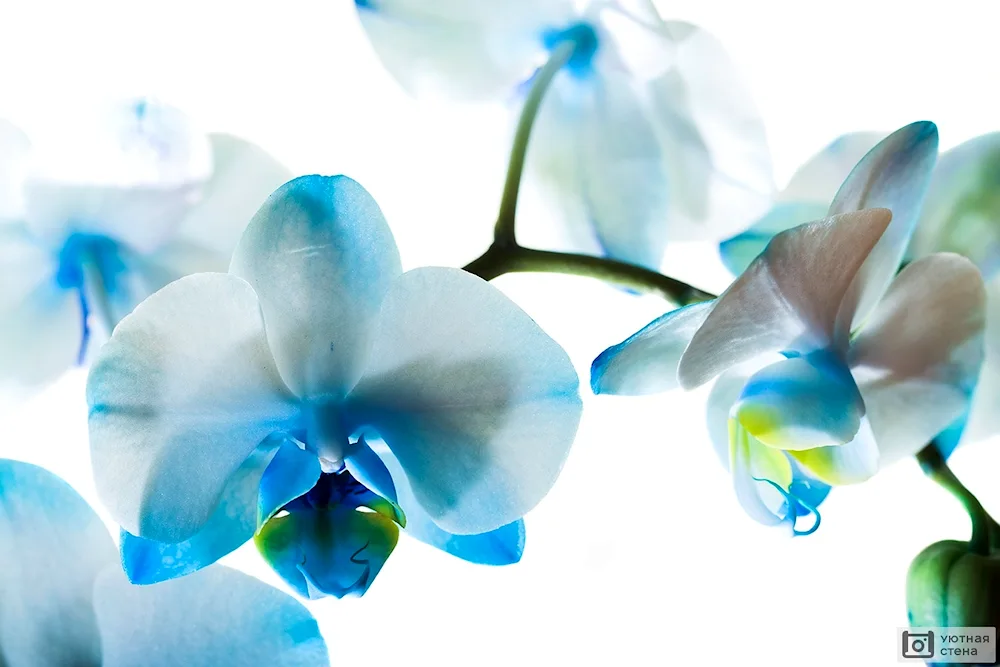 Orchidium phalaenopsis blue