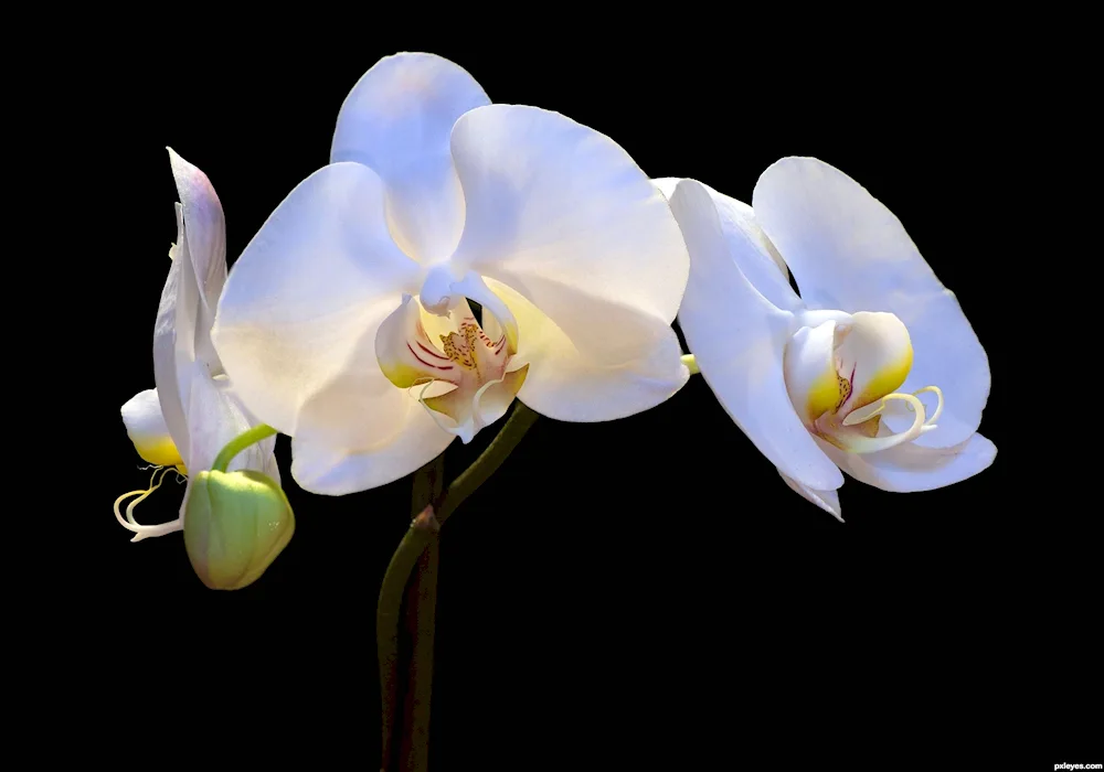 White Swan phalaenopsis orchid