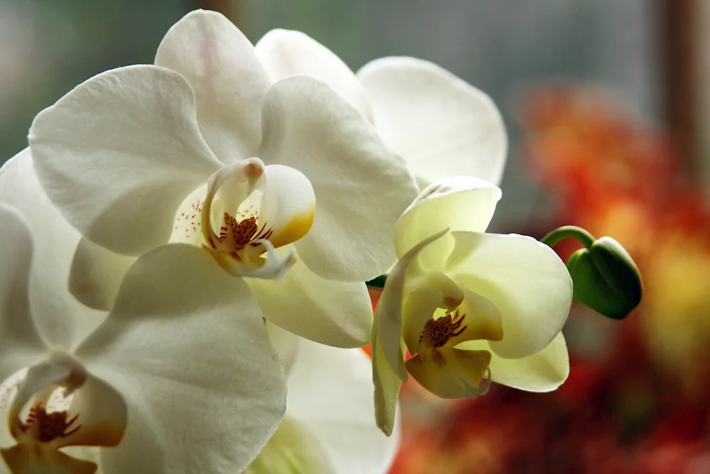 White phalaenopsis flowers