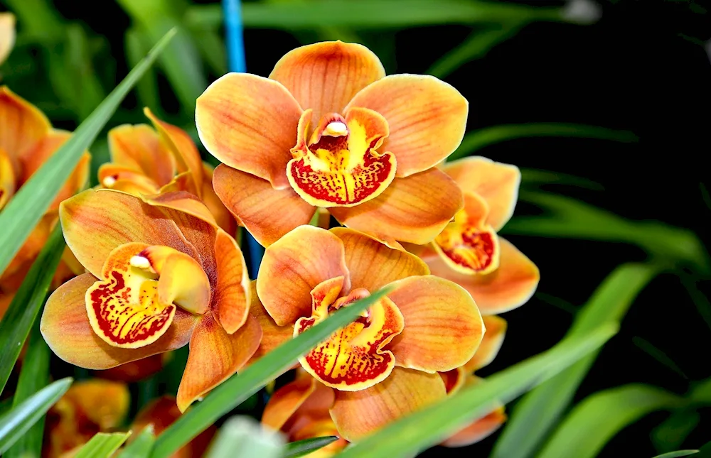 Orchidia Golden embers