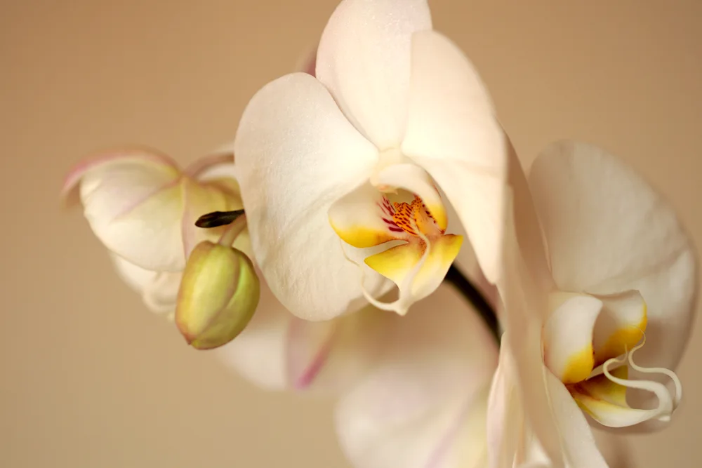 Phalaenopsis white