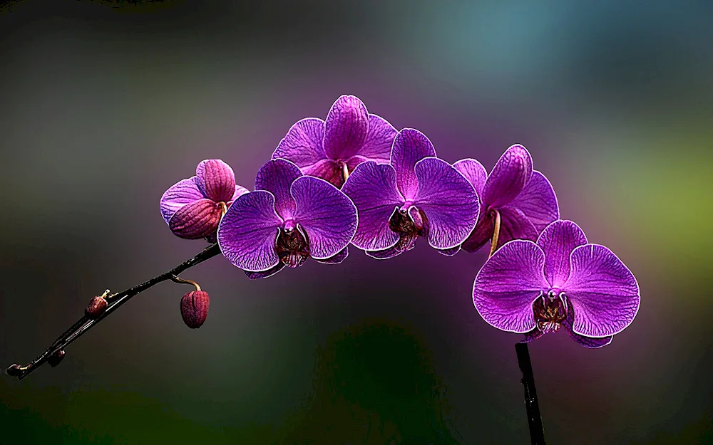 Orchidia Purple