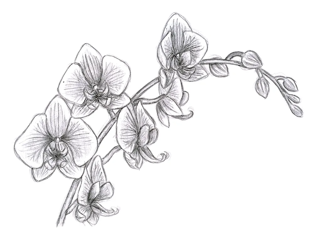 Snowdrop drawing