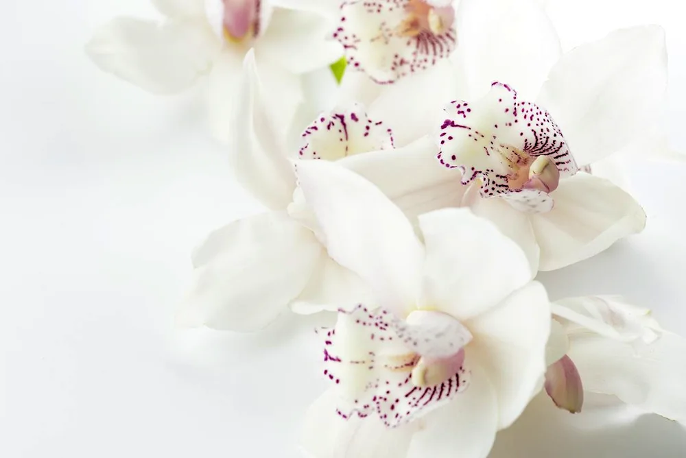 Orchidium cymbidium