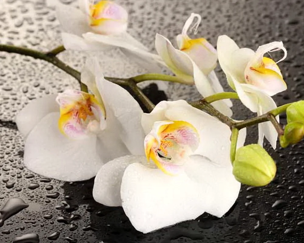 Phalaenopsis reflexion