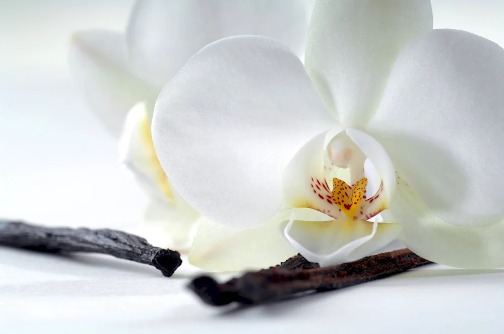 Flowers on a black background