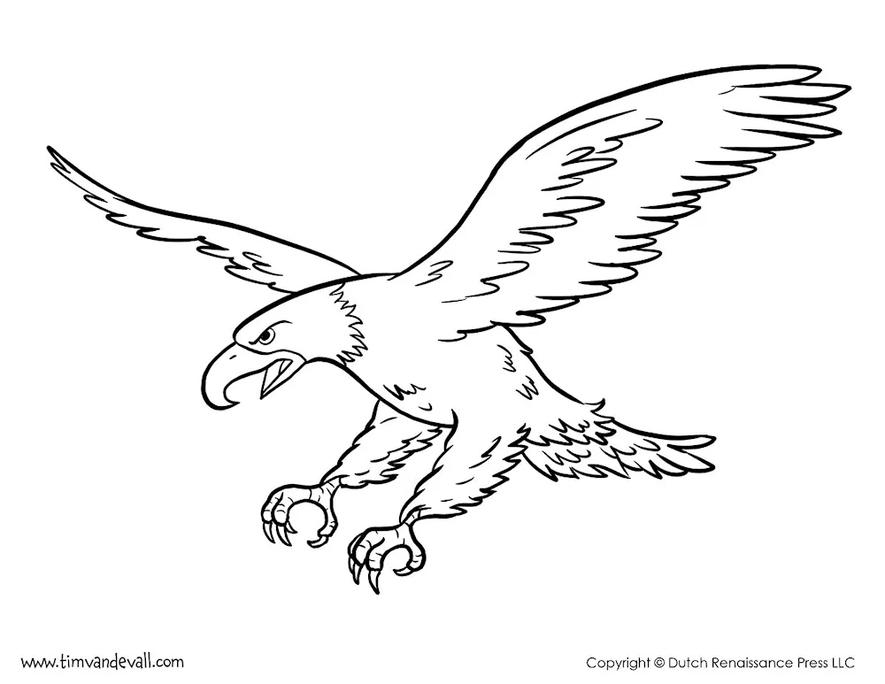 Eagle drawing