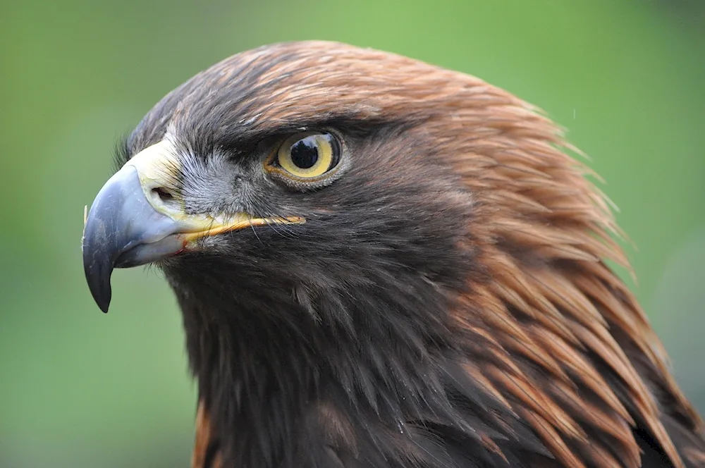 Orlan Eagle Kite