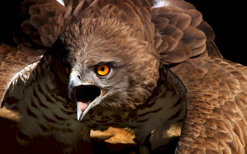 Orlan Eagle Kite