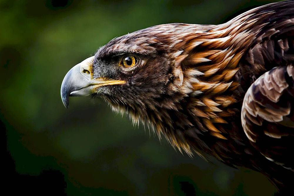 Hawked Eagle