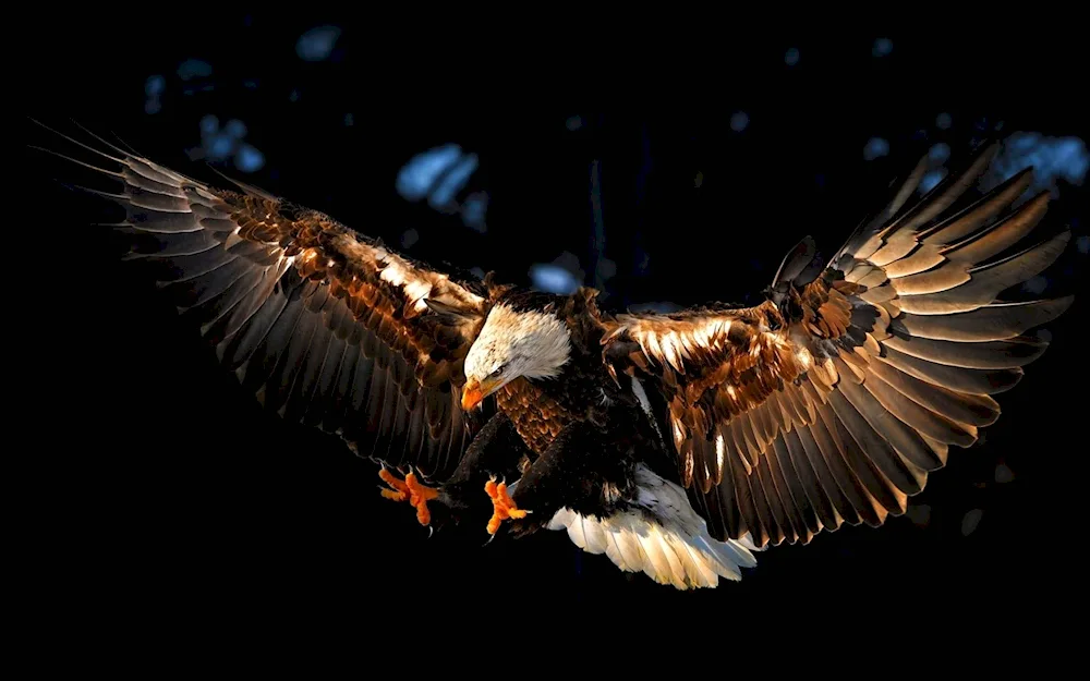 Eagle Eagle Korshun