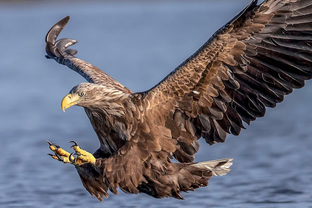 Orlan Eagle Kite. Whitetail
