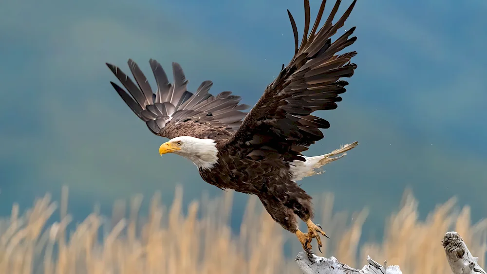 White-tailed Eagle white-tailed