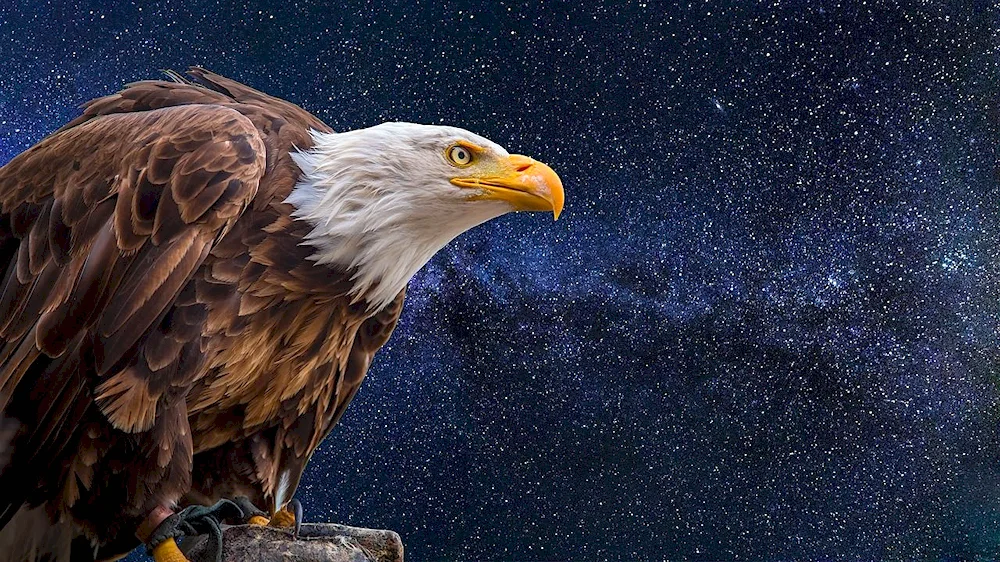 Eagle Eagle on the desktop