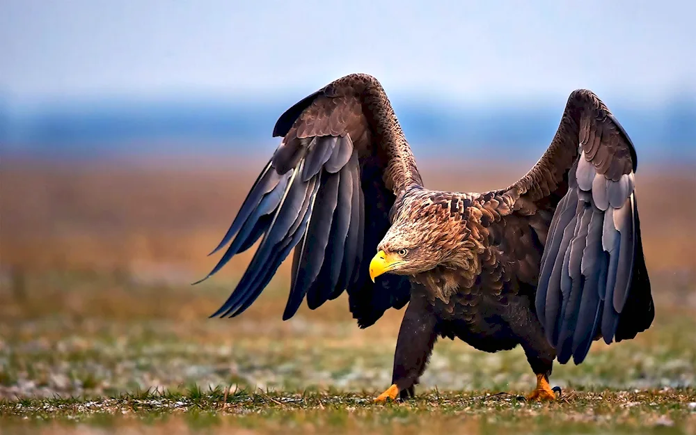 Eagle. White-tailed Sea Eagle