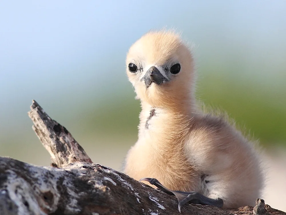 Eagle baby chick