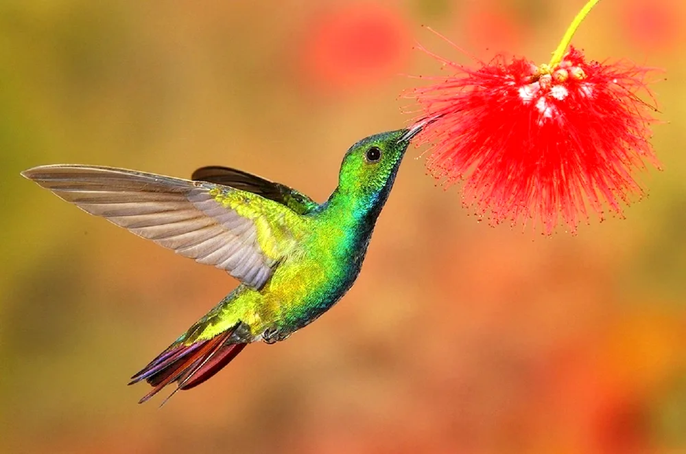 Tropical Hummingbird