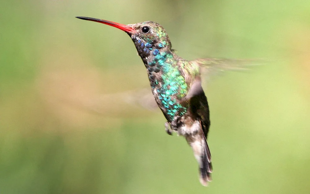 Eagle-billed Hummingbird. Hummingbird