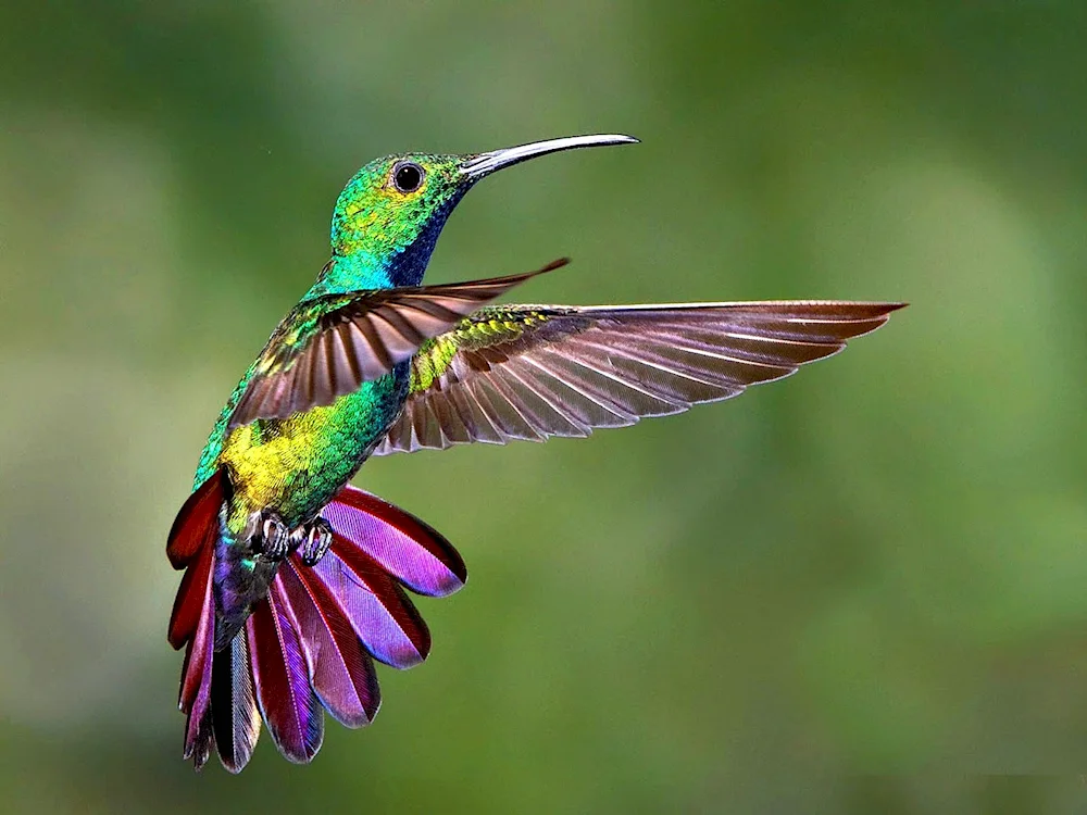 Sri Lanka Hummingbird