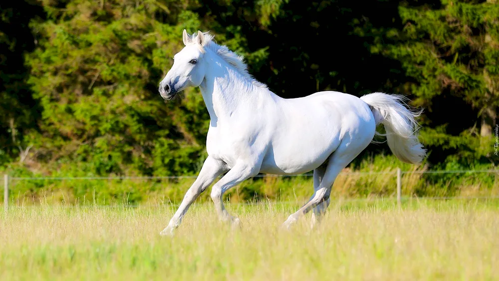 White horse Running out of water