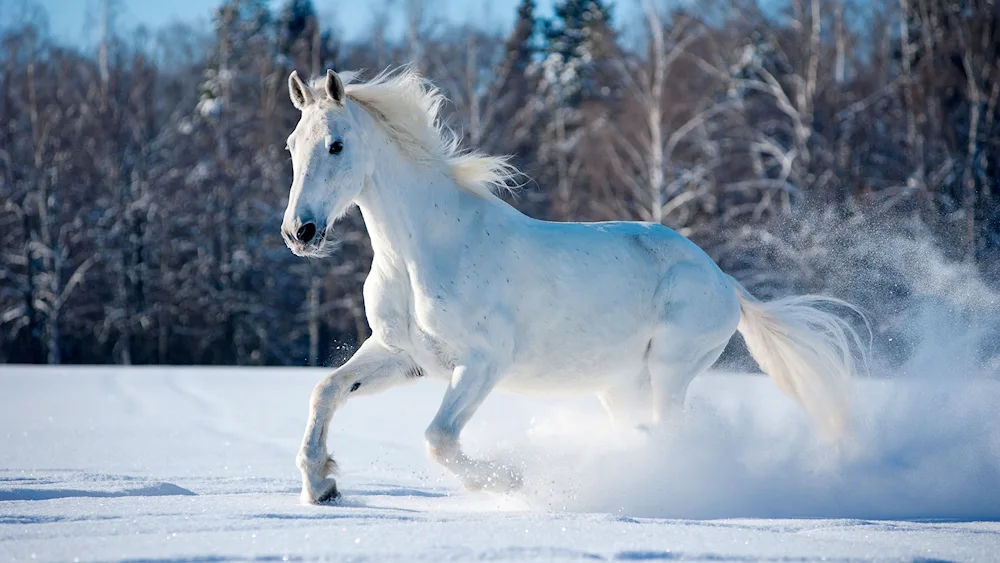 Wild Mustang Horse on desktop