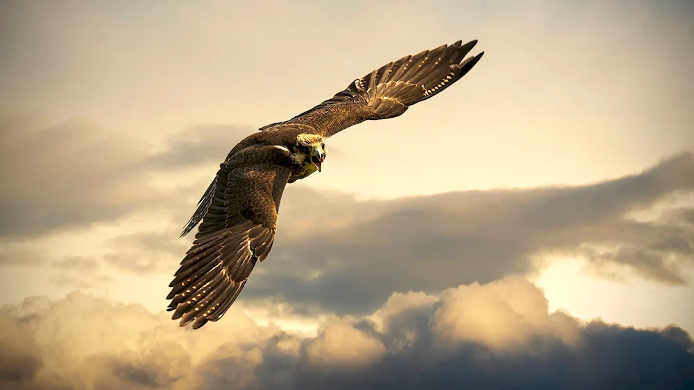 Sailing Eagle