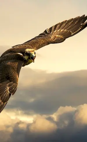 Eagles Berkut Falcons Hawks