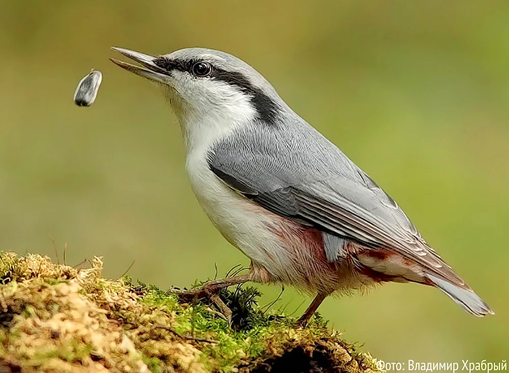 Derabas' thrush voice