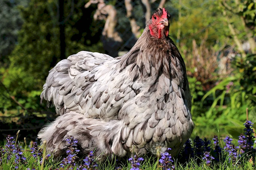 Wild Bank hens