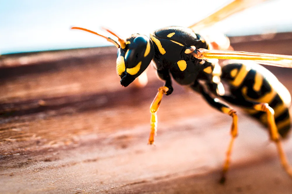 Black wasp with orange