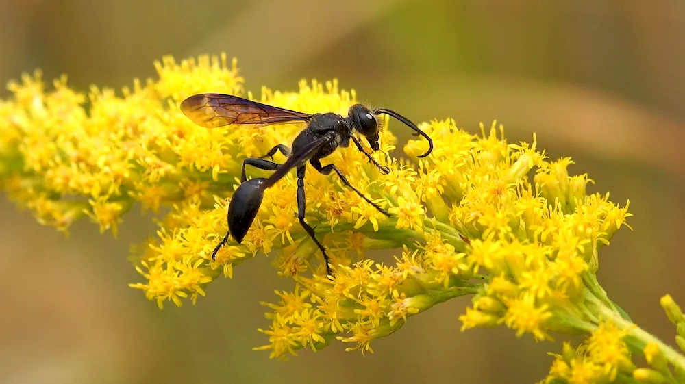 Mazaris long-eared wasp