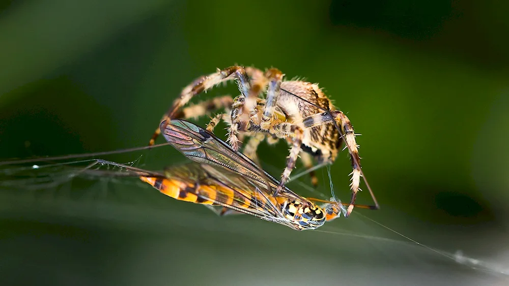 Insects and spiders