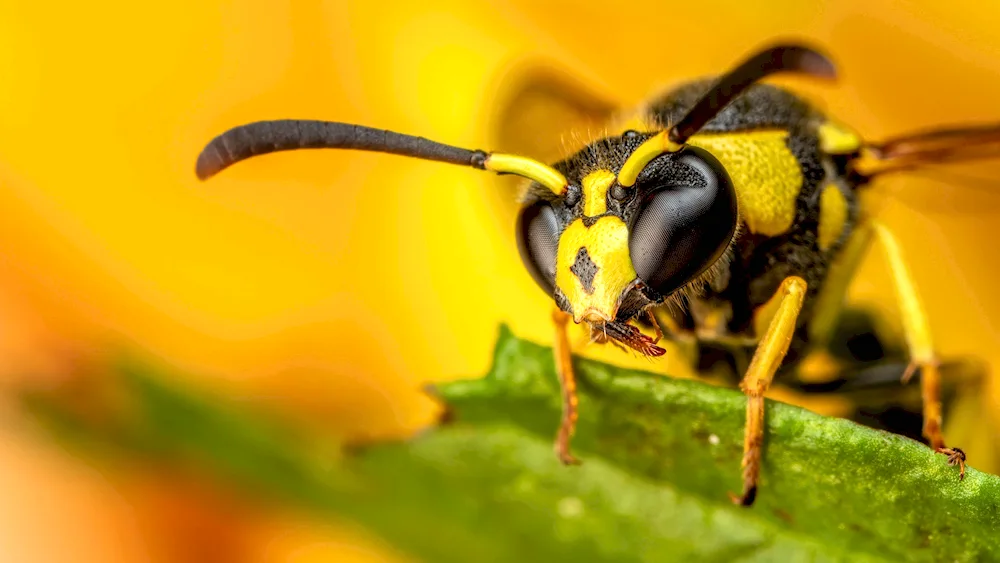 Pelopei wasp cocoon