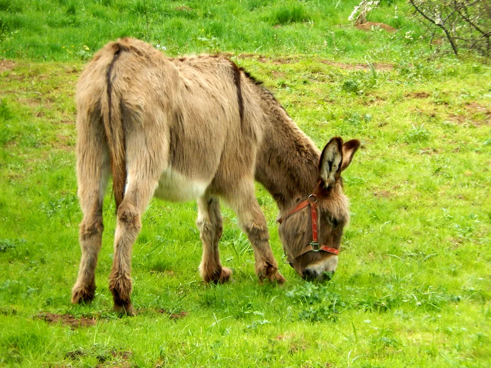 Donkey