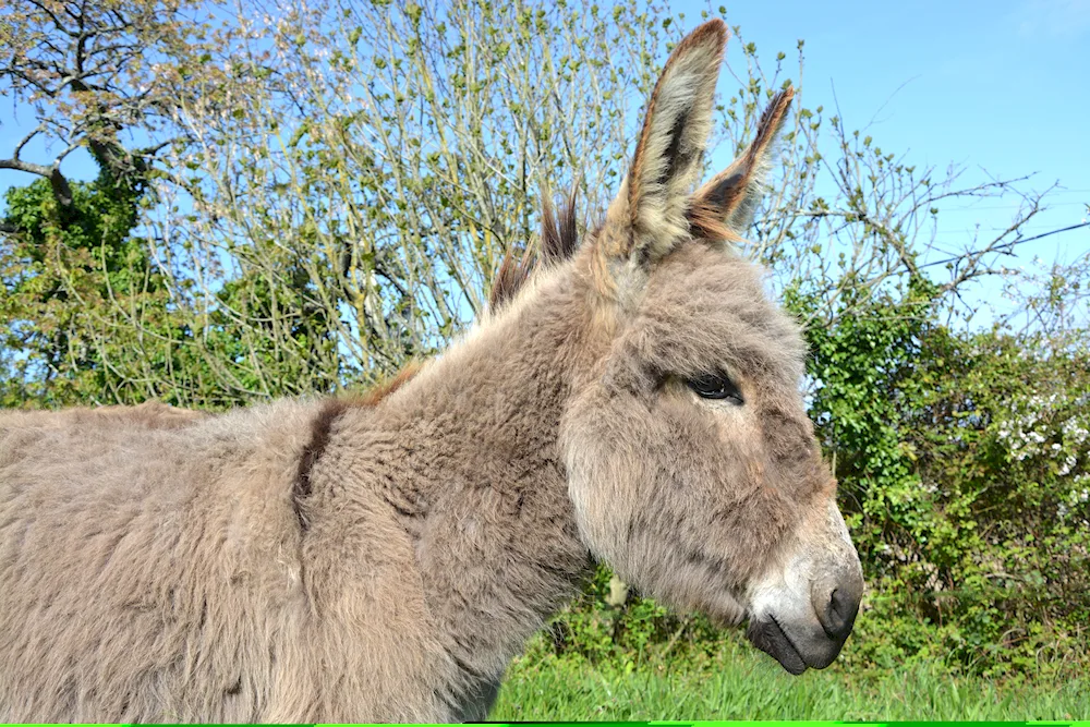 Ishaq and donkey