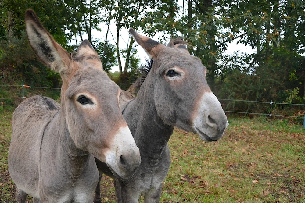 Ishaq and donkey.