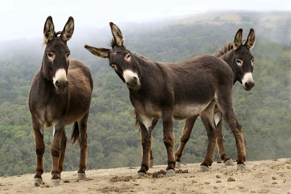 Donkey and donkey