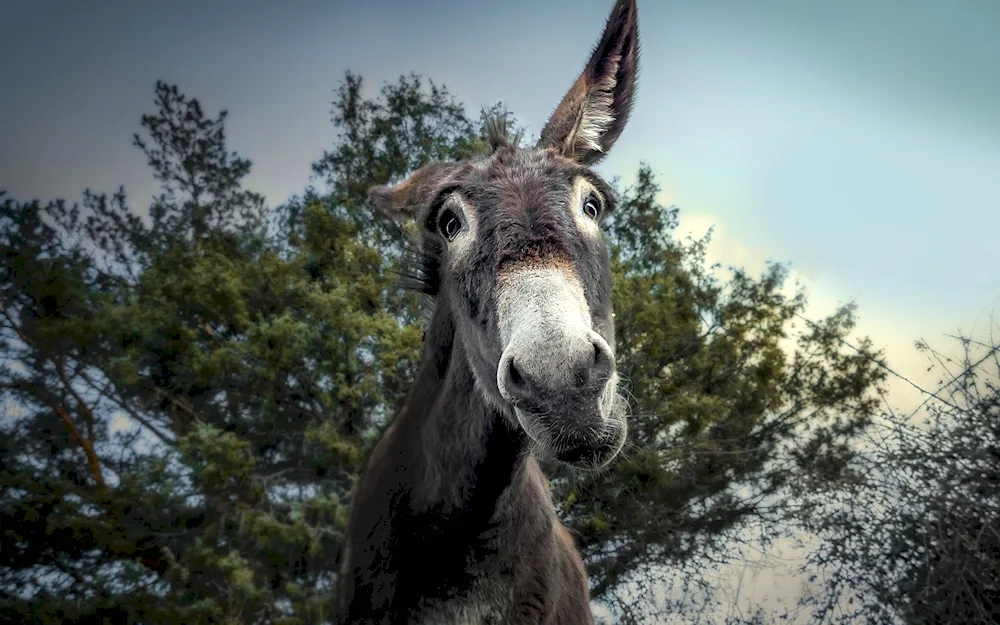 Donkey in the mountains