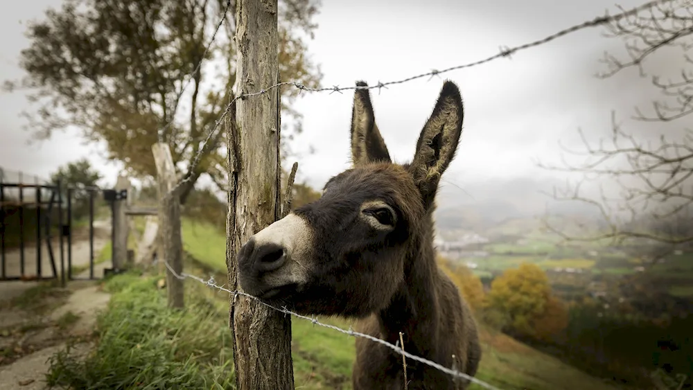 Ishaq and donkey