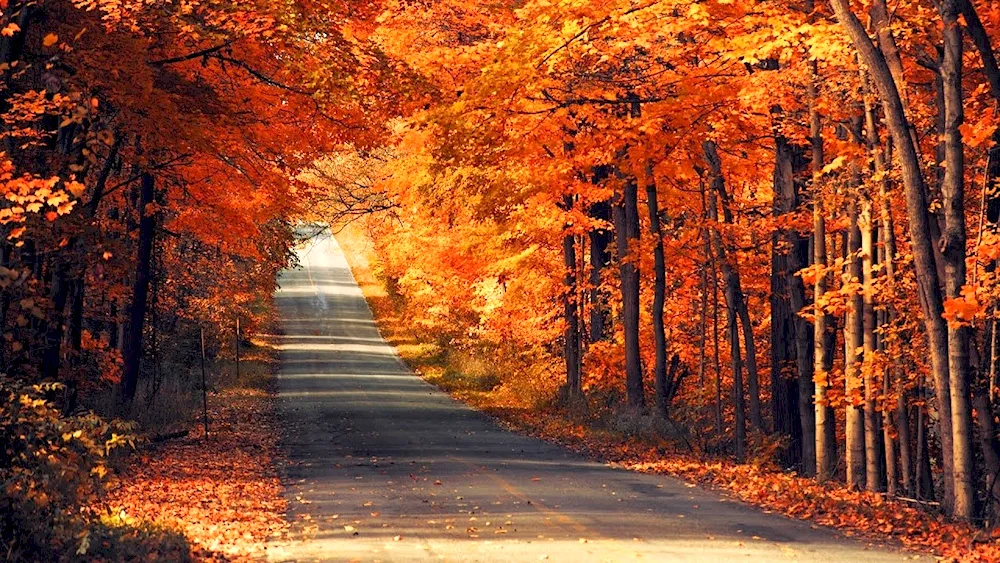 Autumn forest