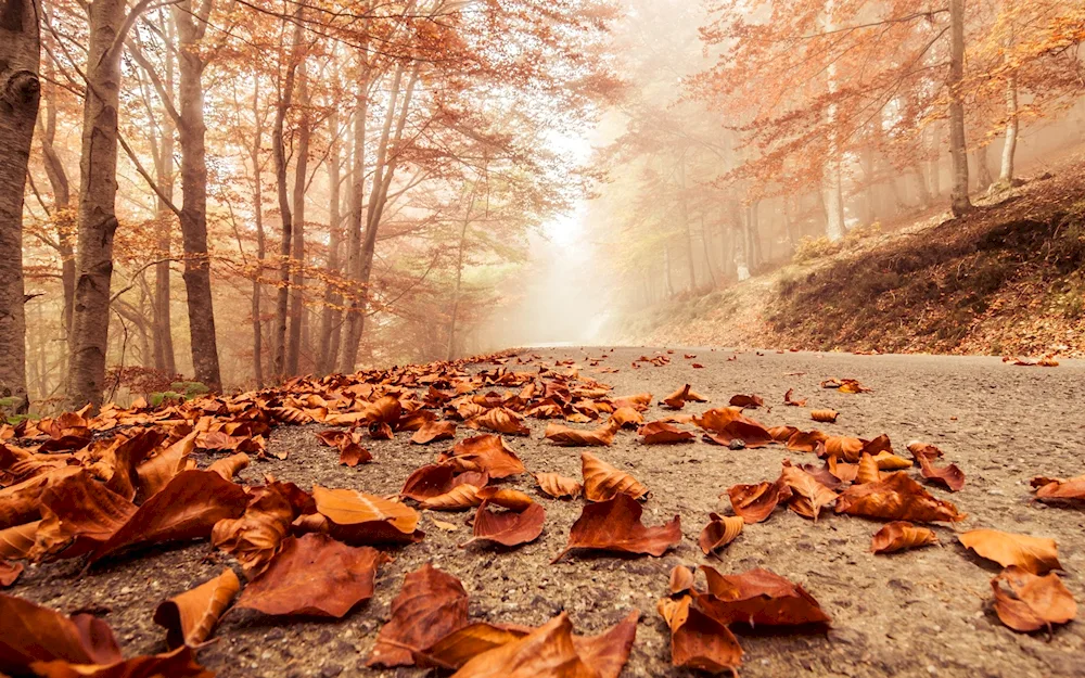 Autumn cottage
