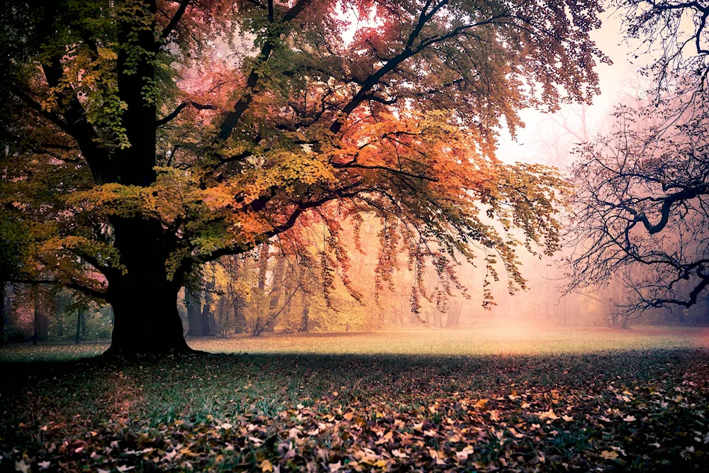 Autumn tree